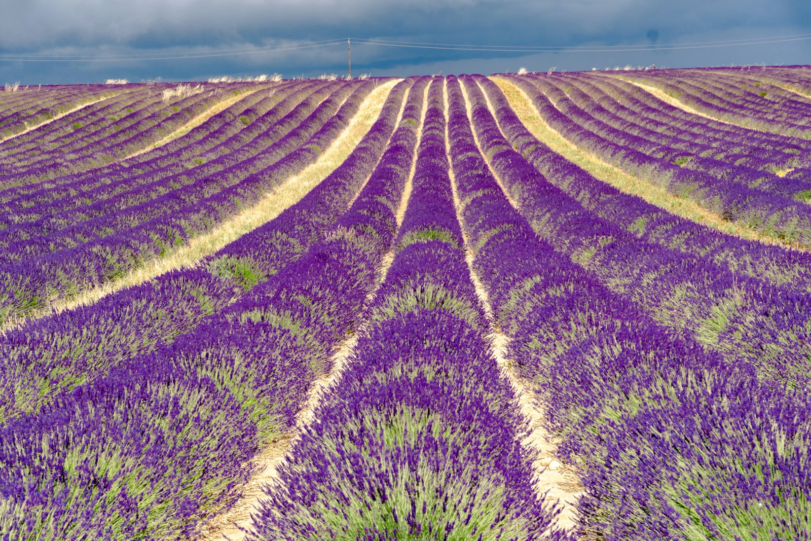 a field of lavender